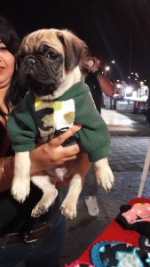 perrito luciendo su ropa dizoo