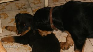 cuanto vive un perro raza grande