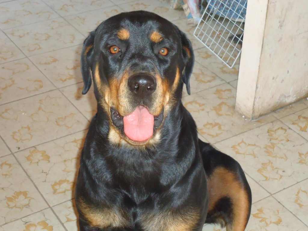 mejores raza de perros grandes rottweilers 